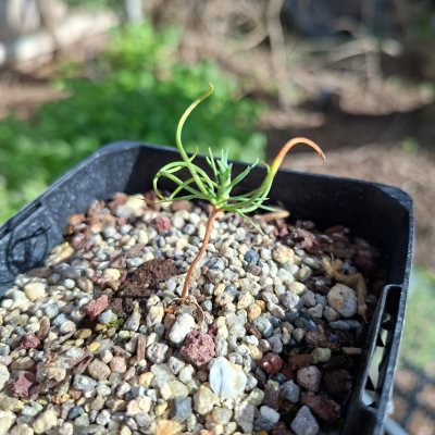 Japanese Black Pine 5