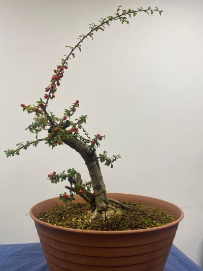 Cotoneaster