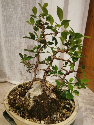 FICUS 2