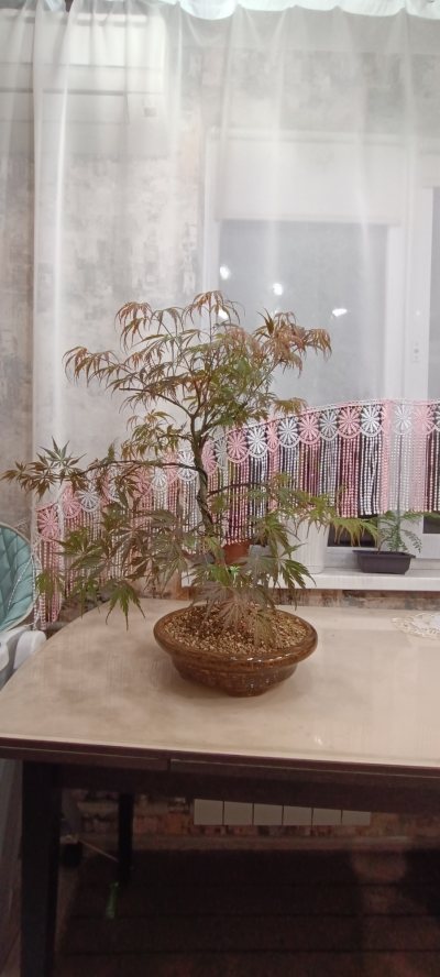 Королева