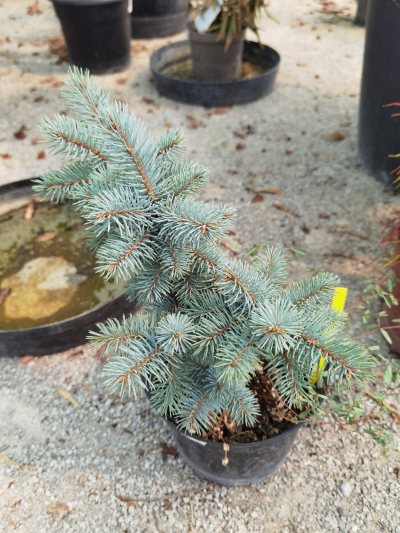Picea