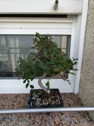Zelkova Nire 2