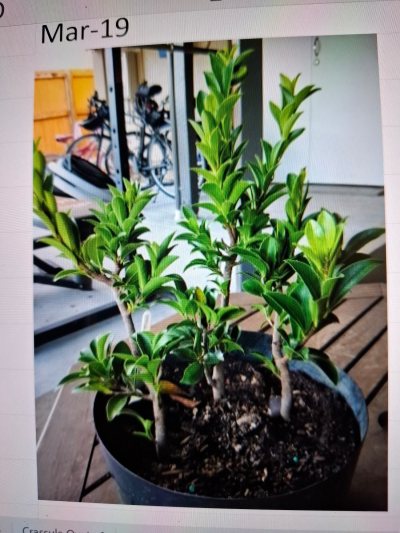 MS Banyan R