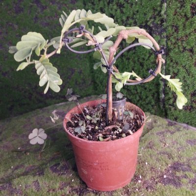 Тамаринд индийский ТИн11 🌳