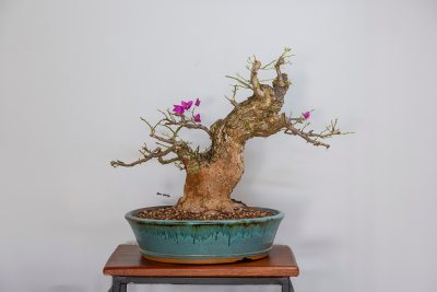 Bouganville rosa