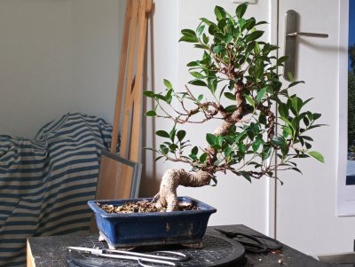 Ficus Benjamina 2