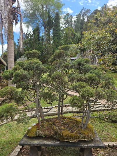 Bosque Cipres Terraza 1