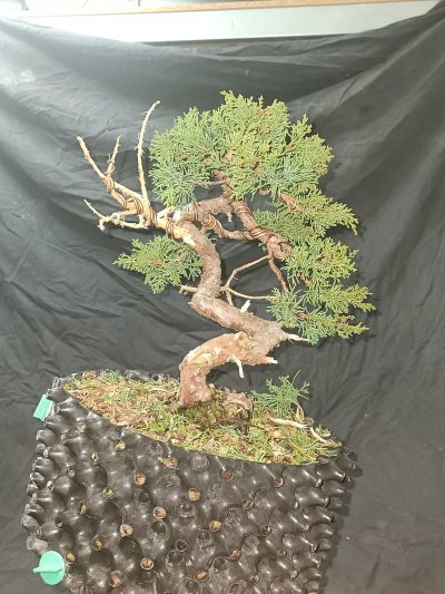 Juniperus moyogi 3
