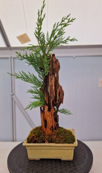 Tanuki 1