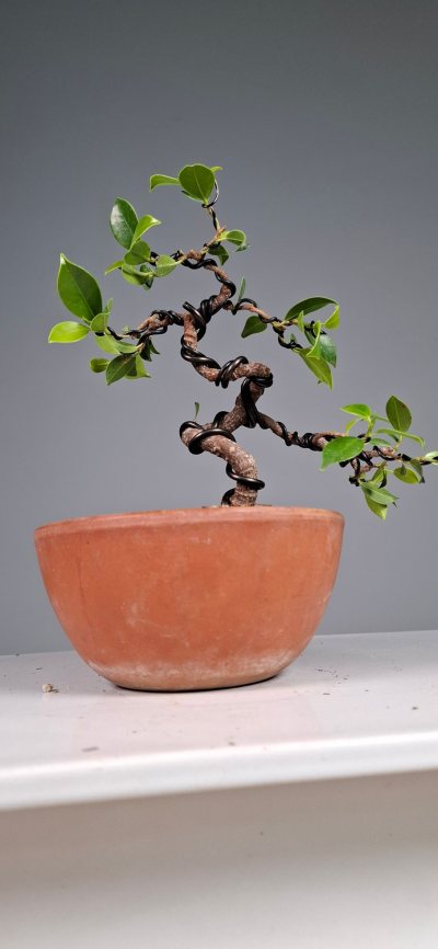 Ficus 1