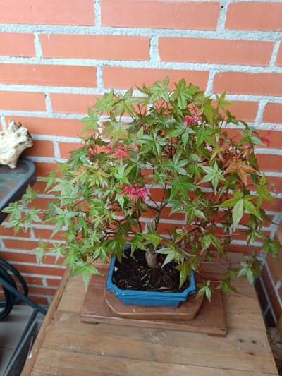 Acer palmatum desojo