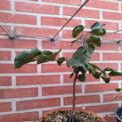 Árbol del amor