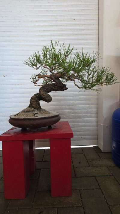 Sylvestris