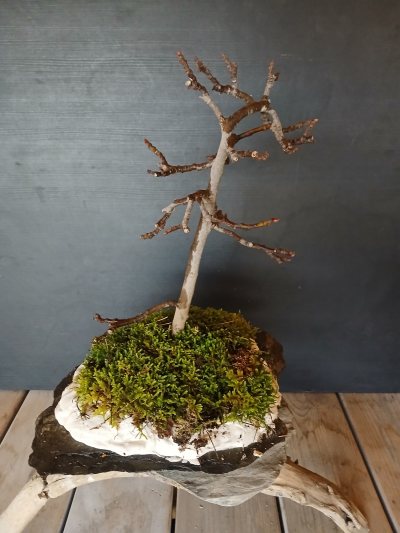 Le penché