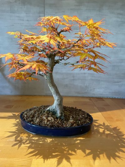 Acer palmatum orange
