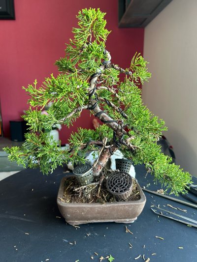 Genévrier Itoïgawa