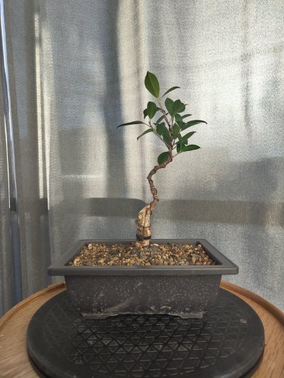 Ficus