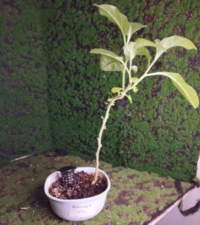 Витания снотворная 02 (Withania somnifera)