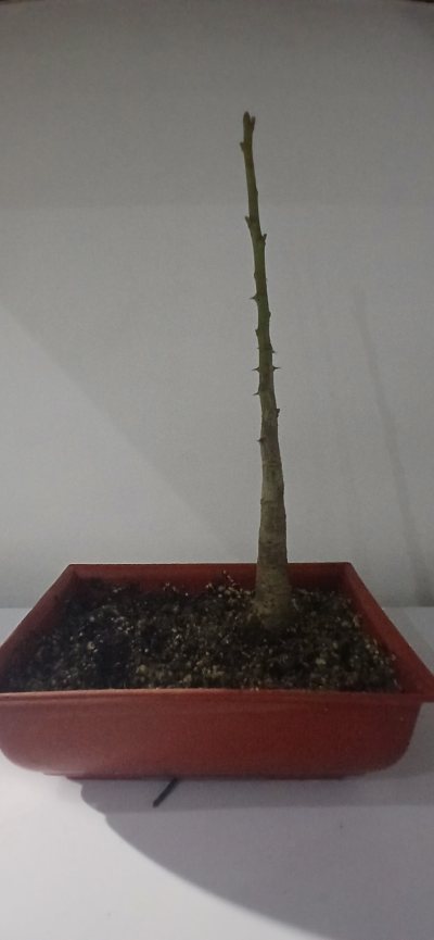 Ceibo bonsai2