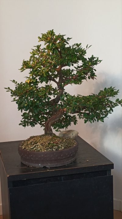 Orme de Chine 1