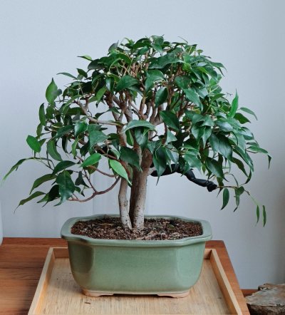 Ficus benjamina