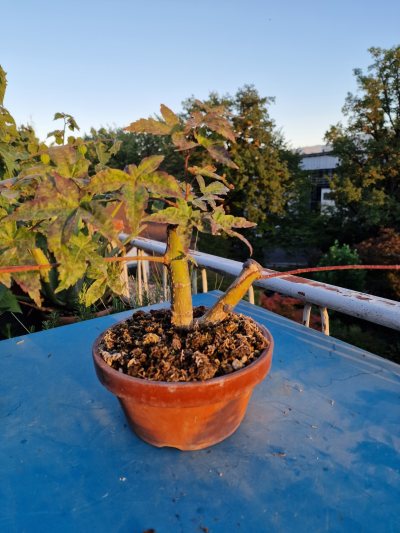 Beni Maiko pre-bonsai