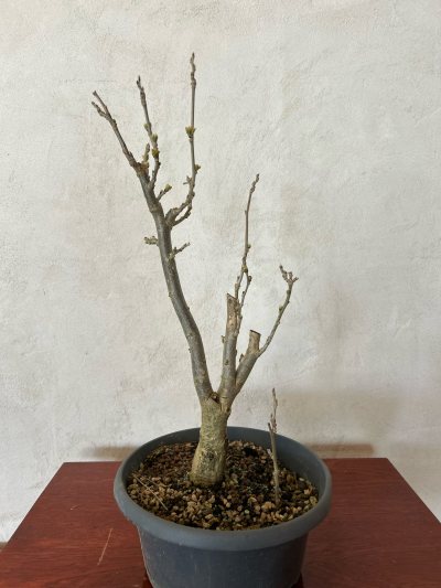 Glycine