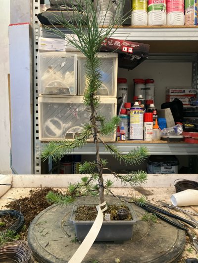 #76 Pin parasol Meseta Norte