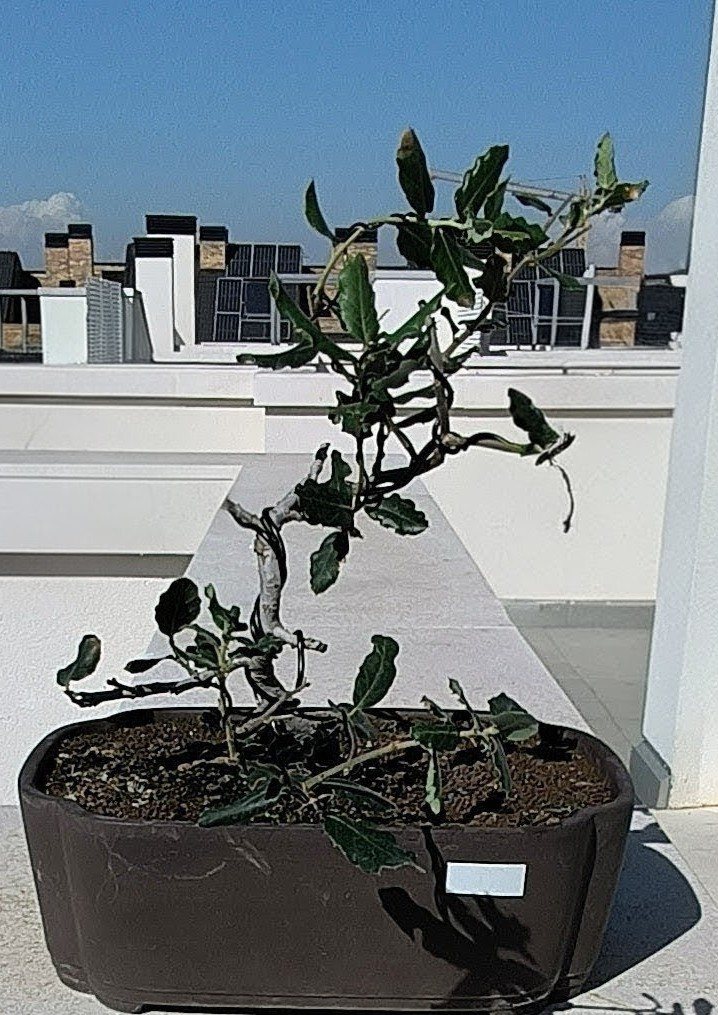 Photo 26