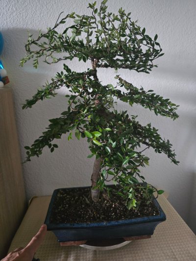 Ulme Chinesisch 003