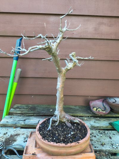 Trident Maple 004
