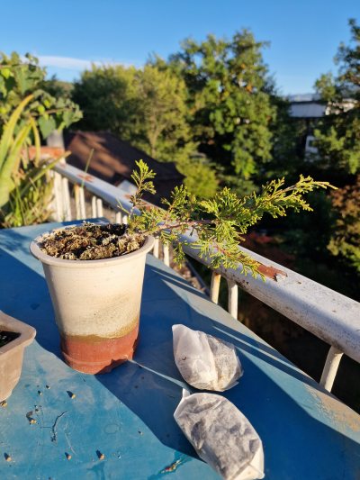 Itoigawa cascade shohin
