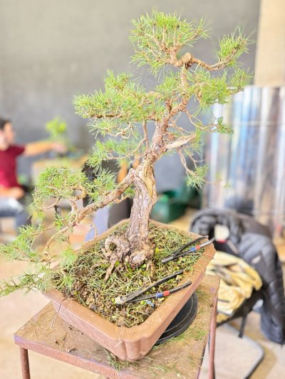 Pin sylvestre