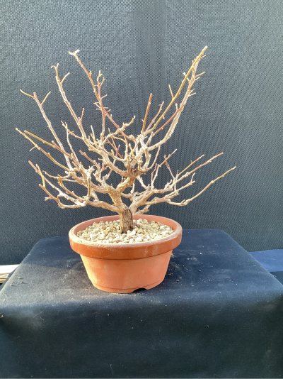 Bougainvillie