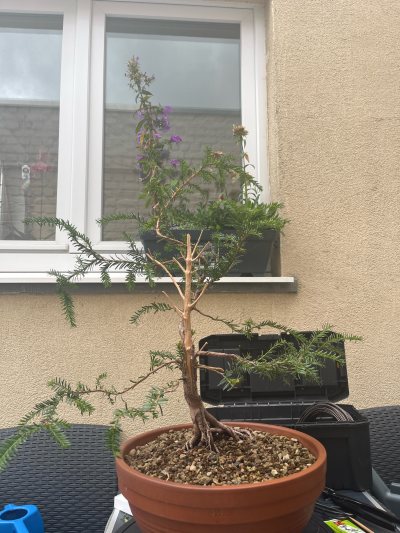 Taxus