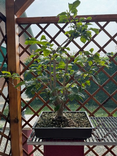 Magnolia rossa