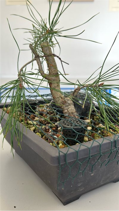 Pin sylvestre Chinon 03