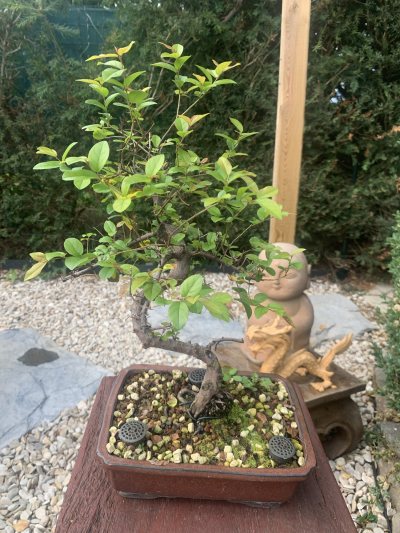 Sageretia 1