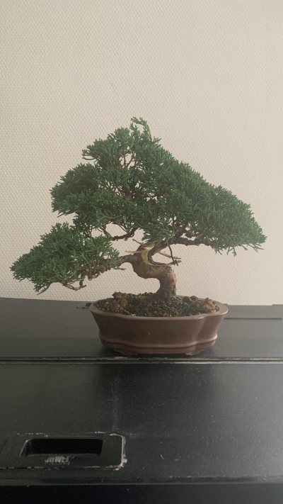 Juniperus