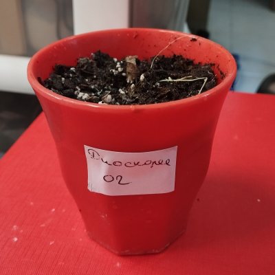 Диоскорея слоновая (Dioscorea elephantipes) 🪴 ДСл02