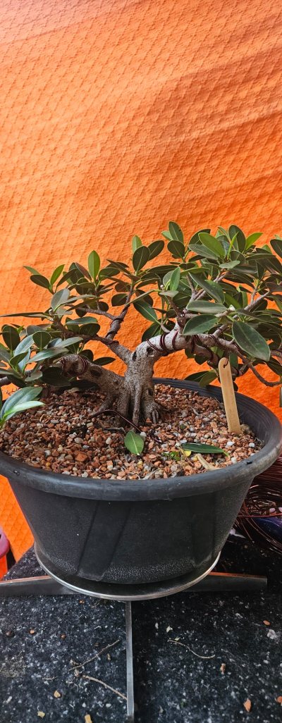 Ficus Nebari