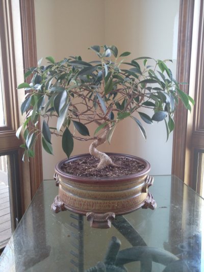 Golden gate Ficus