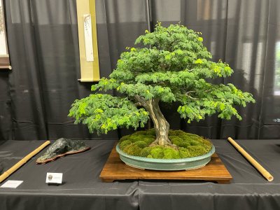 Epcot Brazilian Raintree