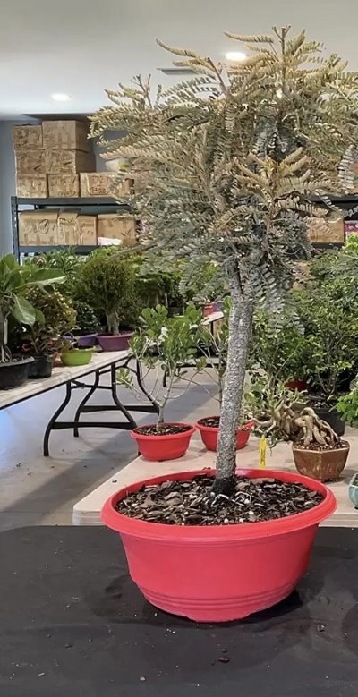 Desert acacia