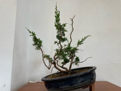 Juniperus