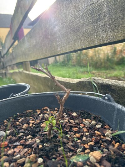 Prunus incisia
