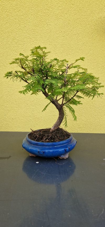 Metasequoia