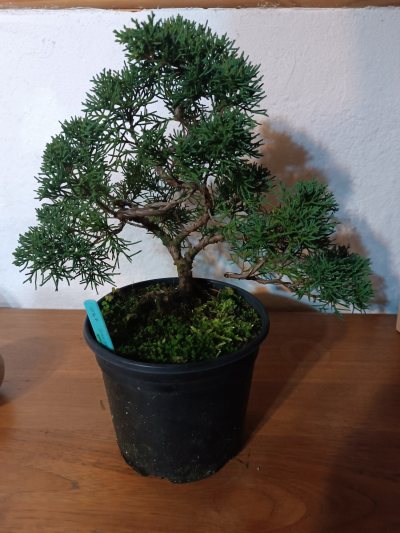 Juniperus chinensis sargentii 047