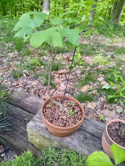 Yellow Poplar, pig tail trunk