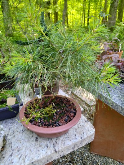 White Pine, shohin